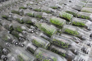 Kultur Jaringan (13)