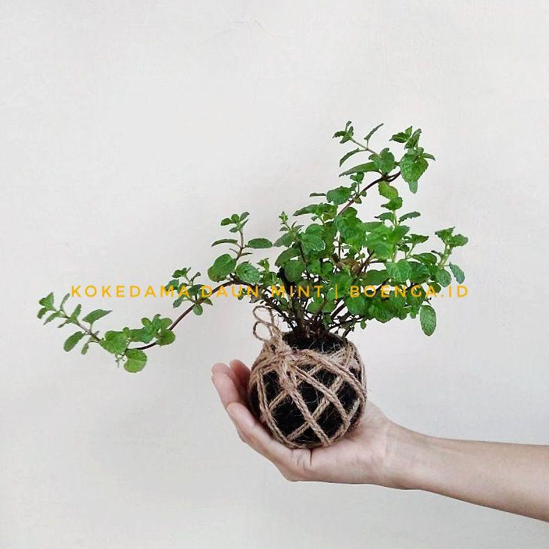 Foto (boenga.id): Kokedama Tanaman Daun Mint (Mentha sp.)/Peppermint