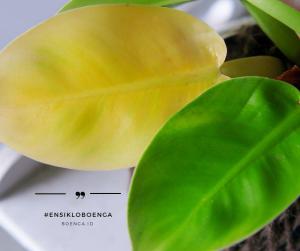 Daun Tanaman Menguning Belum Tentu Pertanda Akan Mati